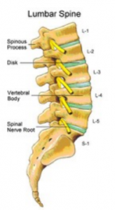 Spinal
